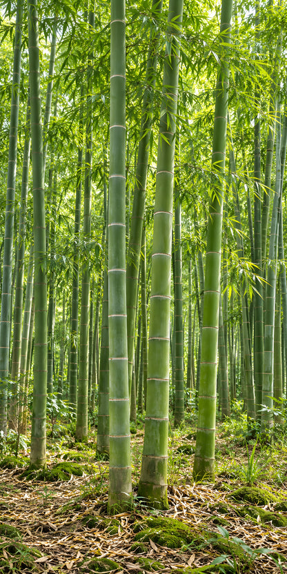 Bamboo Grove fridge wrap full design