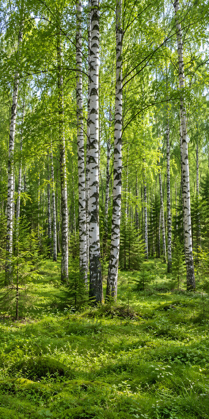 Birch Forest fridge wrap full design