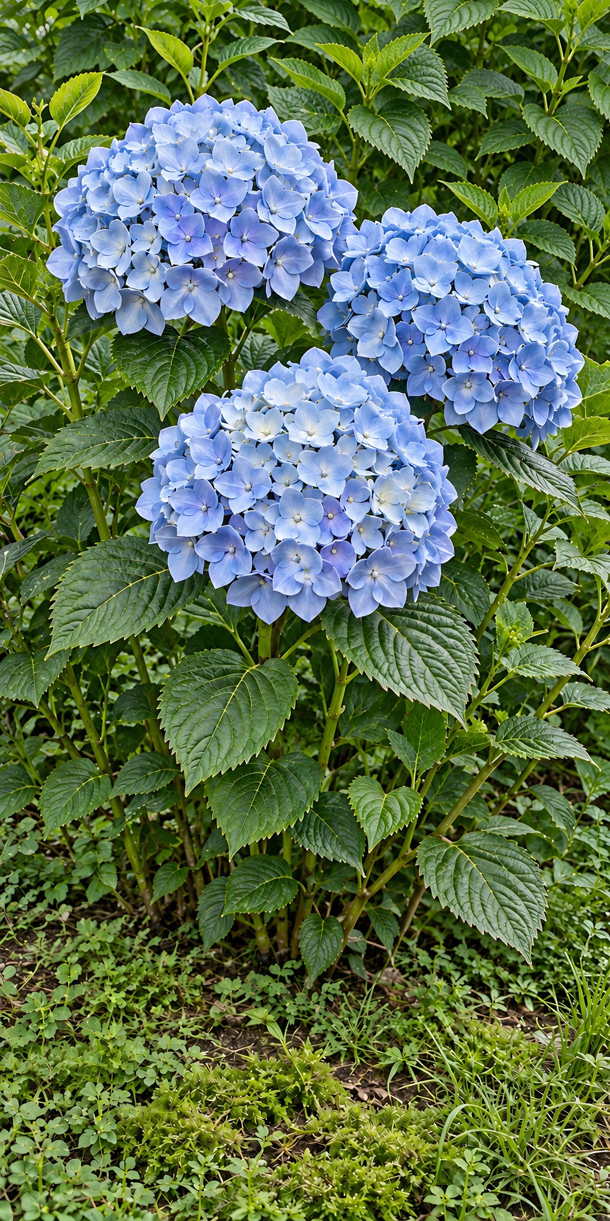 Blue Hydrangea fridge wrap full design