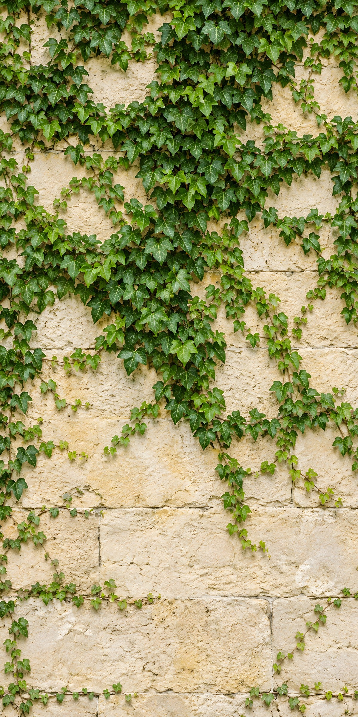 Ivy Stone Wall fridge wrap full design
